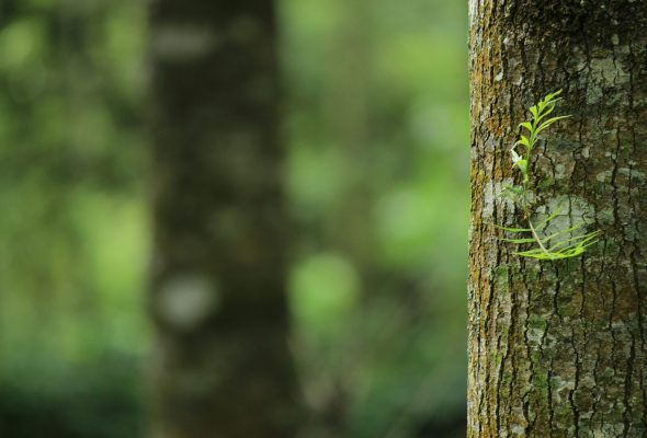 green_deal_consultoria_no_printing